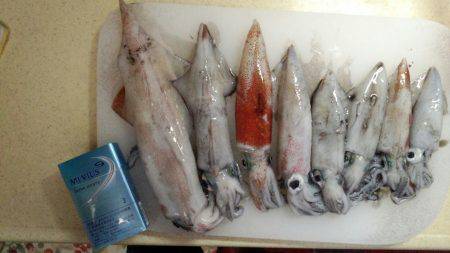 ケンサキビッグサイズ!