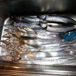 雨天沖堤釣行　爆!