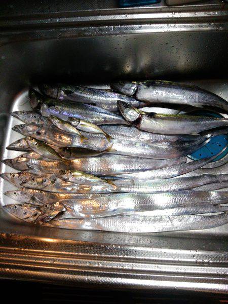 雨天沖堤釣行　爆!