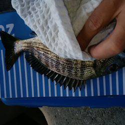 ジグサビキ　ワインド