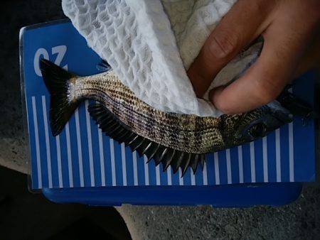 ジグサビキ　ワインド