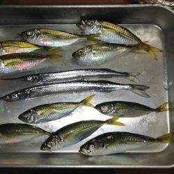 サヨリがやってきました