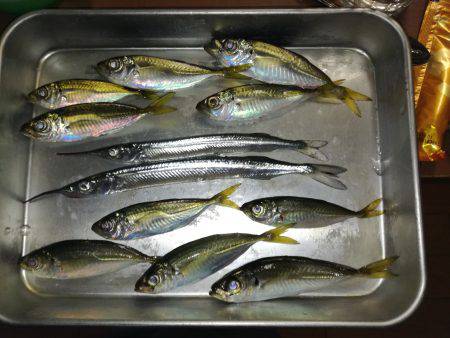 サヨリがやってきました