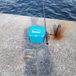 やっぱり土産はタコかいな‼