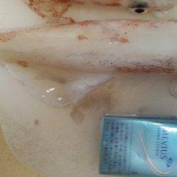 ビックサイズケンサキ！！