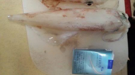 ビックサイズケンサキ！！