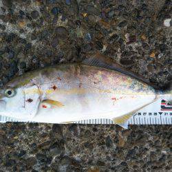 阿南市の辰巳でタチウオとシオ