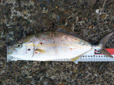 阿南市の辰巳でタチウオとシオ