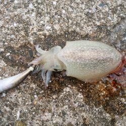 今年の初アオリイカ