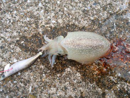 今年の初アオリイカ