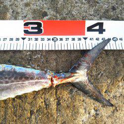 阿南市の辰巳でタチウオとサゴシ