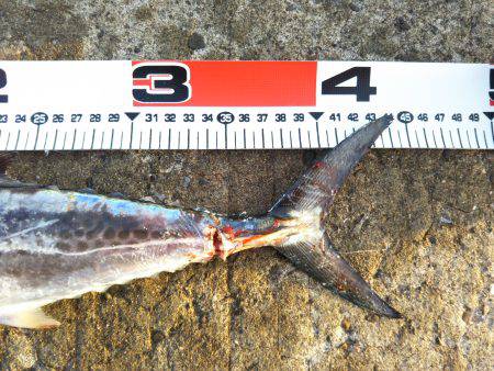 阿南市の辰巳でタチウオとサゴシ