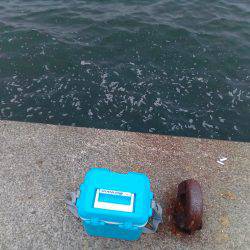 釣れないのは潮のせい、それとも腕?