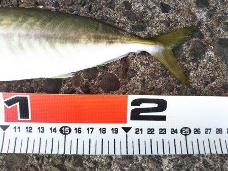 阿南市の辰巳でタチウオとアジ