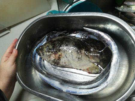 アジと太刀魚とマツダイ