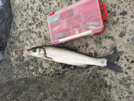 イダ釣ったぞ！