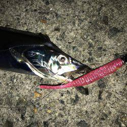 ワインド＆FLAP釣法で快釣♪