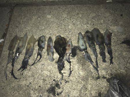 ケンサキ、アオリ