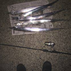 太刀魚リベンジ