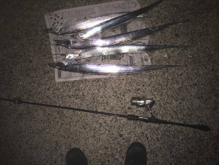 太刀魚リベンジ