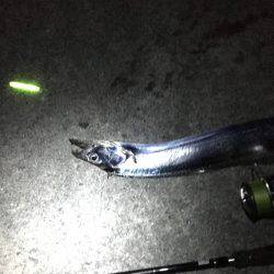 太刀魚ウキ釣り