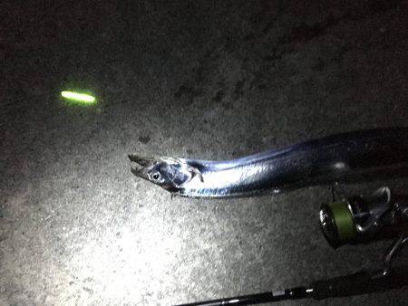 太刀魚ウキ釣り