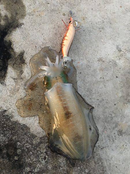 昼過ぎから日没まで８杯