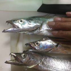 ついにタッチーがやってきた！