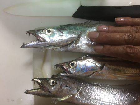 ついにタッチーがやってきた！