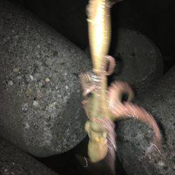 エギング楽しいわ(☝︎ ՞ਊ ՞)☝︎