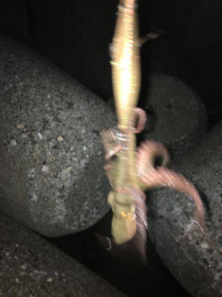 エギング楽しいわ(☝︎ ՞ਊ ՞)☝︎