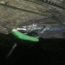 マナティ ルミノーバ