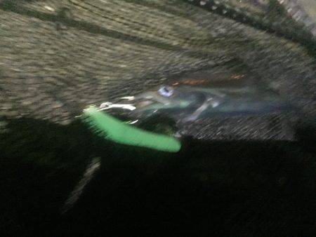 マナティ ルミノーバ