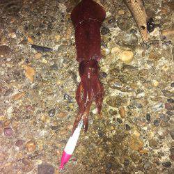 やっとこさのアオリン♡