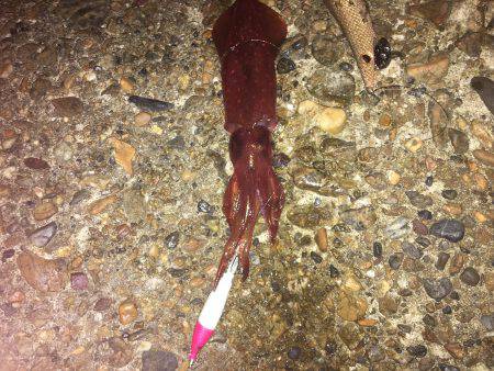 やっとこさのアオリン♡