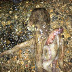 イカをテトラに置いてるとハサミ虫が寄ってくる。