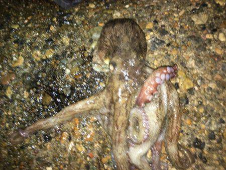 イカをテトラに置いてるとハサミ虫が寄ってくる。