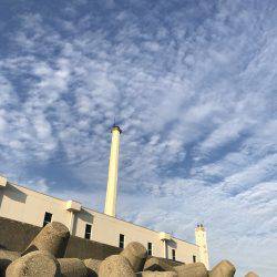 今年初のサゴシ