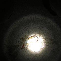 夕まづめエギング 渋い