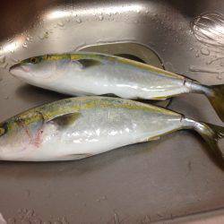 ギリはまちゃん2