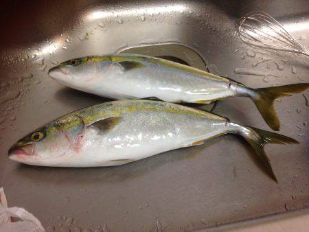 ギリはまちゃん2