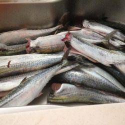 サゴシ祭り22おまけにハマチ