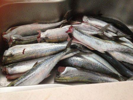 サゴシ祭り22おまけにハマチ