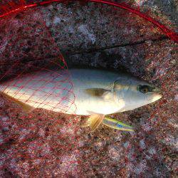 ハマチがワンでサゴシがセブン