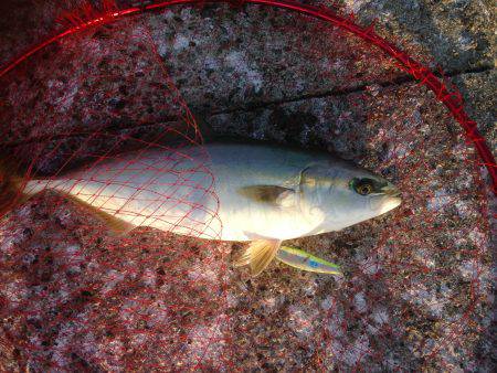 ハマチがワンでサゴシがセブン