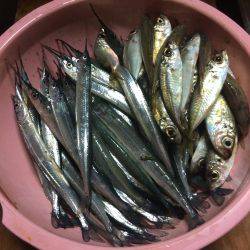 アジ釣り⑯ サヨリ釣りは今年初