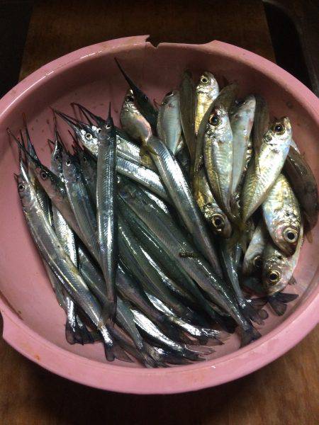 アジ釣り⑯ サヨリ釣りは今年初