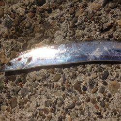 タチフォーからのサゴフォー