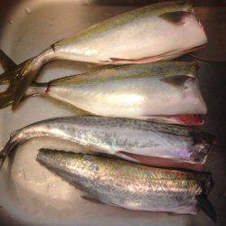 ハマツーのちサゴツー