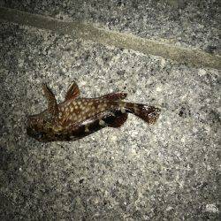 エギングのちアジング